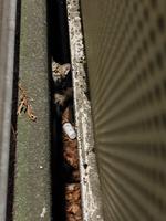 TH1 in Ashausen - Tierrettung Bild 1