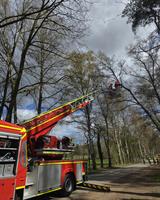 TH1 (Droht Baum zu fallen) in Ashausen Bild 2