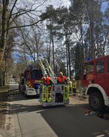 TH1 (Droht Baum zu fallen) in Ashausen Bild 1