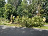 TH1 - Baum auf Straße in Ashausen Bild 2