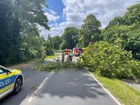 TH1 - Baum auf Straße in Ashausen Bild 1