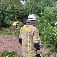 TH1 - Baum auf Straße in Ashausen Bild 1
